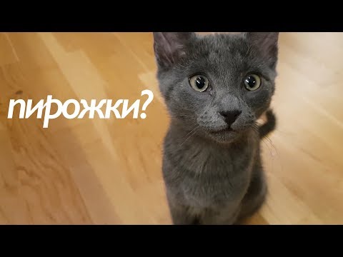 macskáknál visszér)