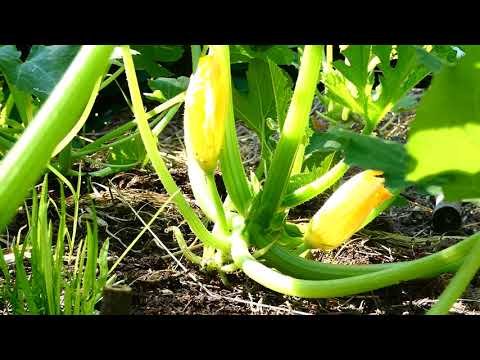 , title : 'Striato d'Italia Zucchini (Cucurbita pepo) Garten Kürbis Österreich fz82/83'