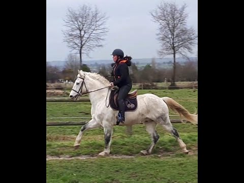 ***SOLD*** Rare cross Normandy Cob/Lusitano from the Jouvin stud - Vega