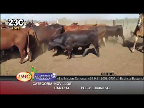 Lote 44 Novillos en Paraná, Entre Ríos