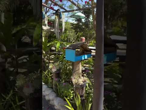 Cantinho paraíso nascendo em Nova Belém MG #vbloger #arte #blogaplay #blogging#bloggarotasconectadas