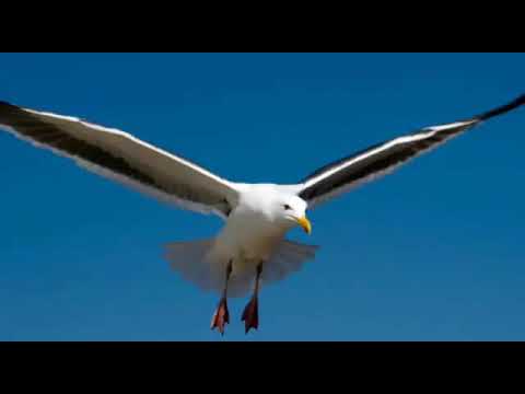 Canción del Linyera Juanjo Echecopar