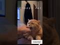 Angry Cat Bite In Finger Cat Ytshorts Catlover Cute Kitten Funny New Trending Video 2025