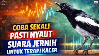 Download lagu 🛑SUARA KACER GACOR JERNIH‼️PANCINGAN AMPUH AGAR SEMUA JENIS KACER CEPAT NAIK BIRAHI & RAJIN BUNYI mp3