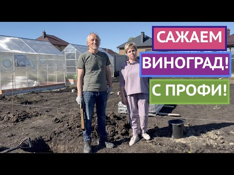 ВСЕ ТОНКОСТИ ПОСАДКИ ВИНОГРАДА ОТ ЛУЧШЕГО ВИНОГРАДАРЯ СТРАНЫ!