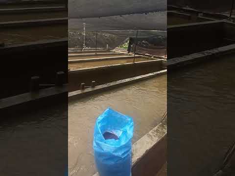 COSECHA DE TRUCHAS EN CRIADERO ARTESANAL | Así Se Ven 30 Kilos En Una Canasta - Cincelada Santander