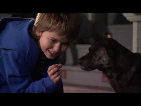 Film d'aventure complet en français : un chien à la maison Blanche