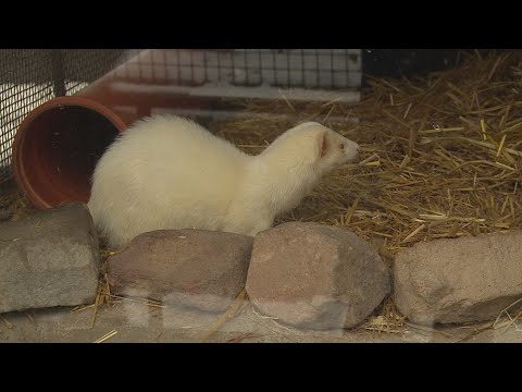 Budai Híradó 2026. január 14.