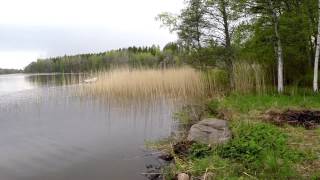 preview picture of video 'SVK Småland-Östergötland: Fågelhundsträning 14 maj 2014 vattenapportering nära Linköping'