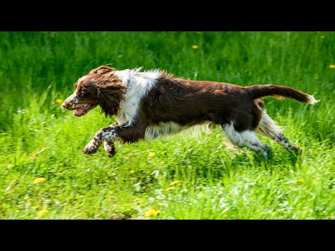 The Essential Role of English Springer Spaniels in Law Enforcement