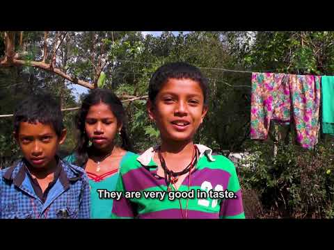 Tribal Empowerment through ICAR-IIHR Mushroom Technology (English)