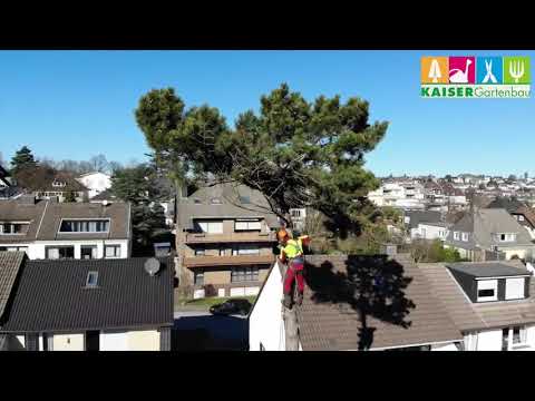 Baumfällung mitten im Wohngebiet