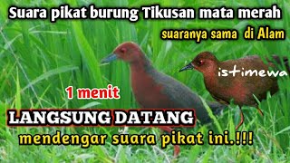 Download lagu suara pikat burung Tikusan mata Merah jantan & betina Joss mp3 Download lagu suara pikat burung Tikusan mata Merah jantan & betina Joss mp3
