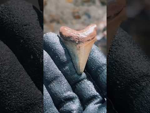 メガロドンの歯を発見!