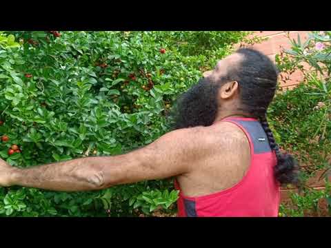 Cherries in Rakumjee Ashram