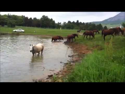 Tersk Stud Herd, 2014
