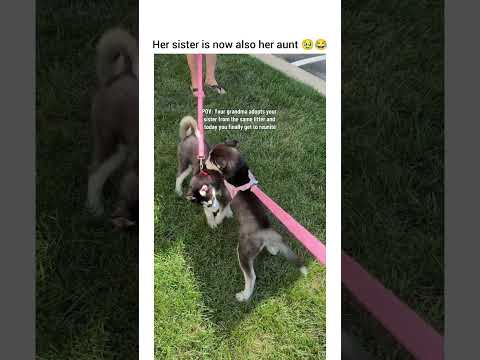 The whole time sister was like I thought i got away from her crazy ass #dog #dogshorts #dogvideos