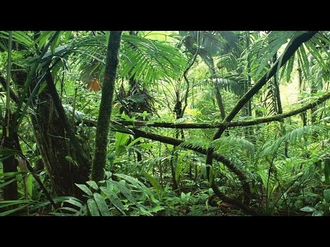 Najgroźniejsi Mieszkańcy Afryki 1. Dżungla