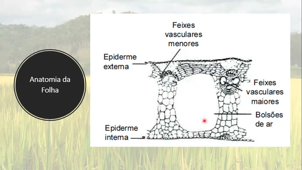 VIDEO AULA BOTÂNICA DO ARROZ