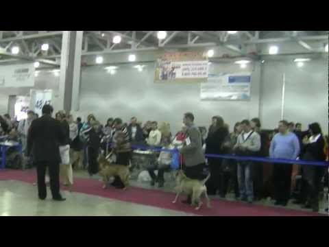 ЕВРАЗИЯ-1 2012 кобели промежуток, открытй.MTS