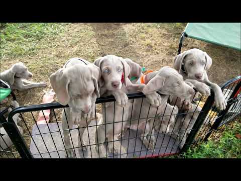 Weimaraner Puppies