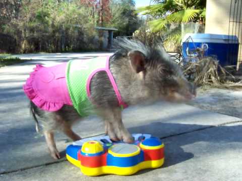 Мини прасе свири на пиано