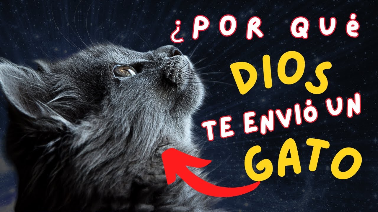 🐈 Descubre la ESPIRITUALIDAD  de los Gatos   ¿Por Qué DIOS Te Ha BENDECIDO 🙏 con su Presencia?