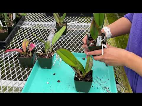 AOG Overwatering Young Cattleya