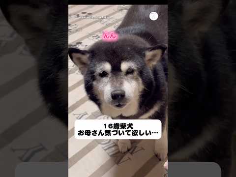 16歳の柴犬。年齢を重ねて、可愛さがさらに詰まってる。　#老犬　#犬　#柴犬　#かわいい犬 #犬のいる暮らし