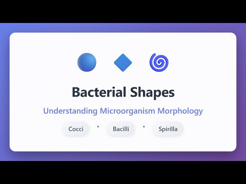 Bacterial Shapes: Cocci, Bacilli & Spirilla Explained | Microbiology Basics