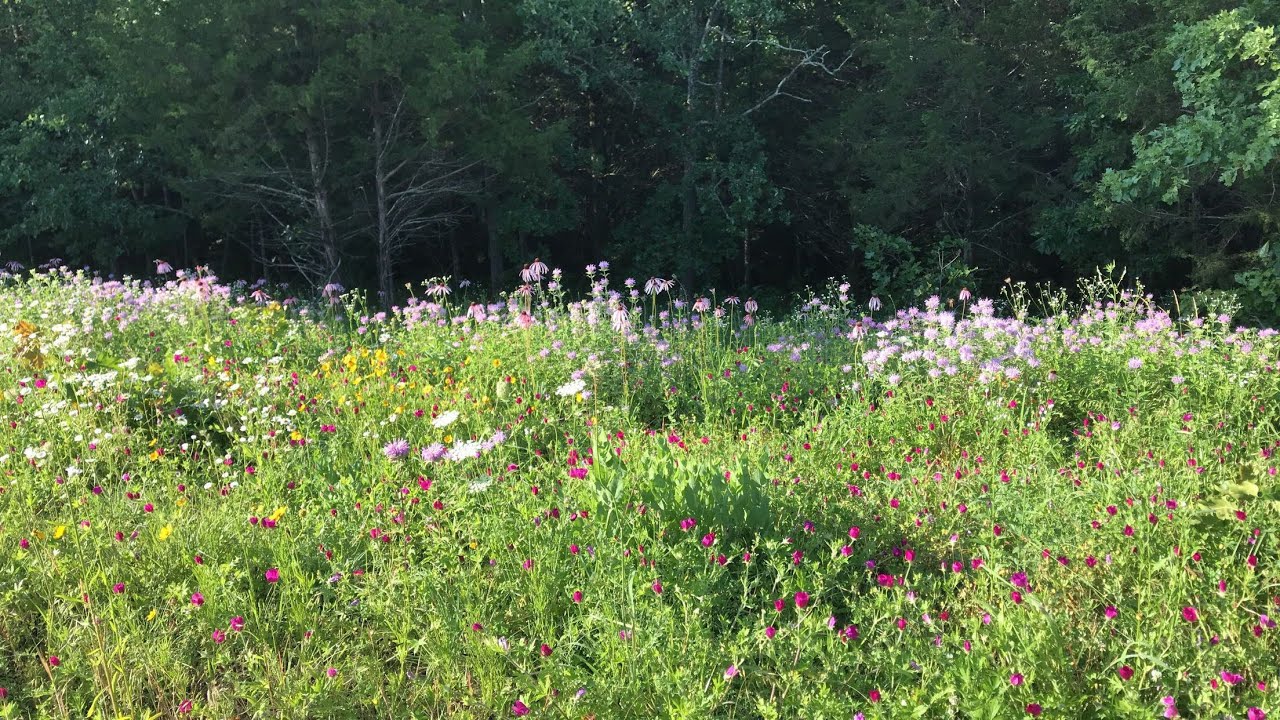Prairie Patchwork | Native Wildflower Mix