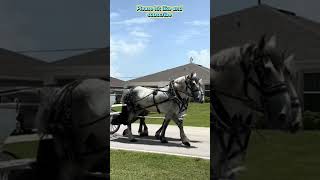 “I Didn’t Know This Family… But I Recorded This for Them #FinalJourney #rip  #shorts