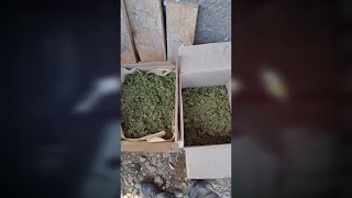 Թմրամիջոց իրացնողը բացահայտվել է
