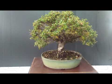 Bonsai Cotoneaster