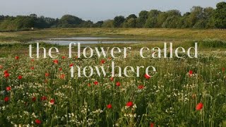 (*ᴗ͈ˬᴗ͈)ꕤ*.ﾟ the flower called nowhere ・stereolab ✧˖° (lyrics)