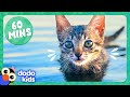 60 Minutes Of The Cutest Kitten Stories Dodo Kids Animal Videos
