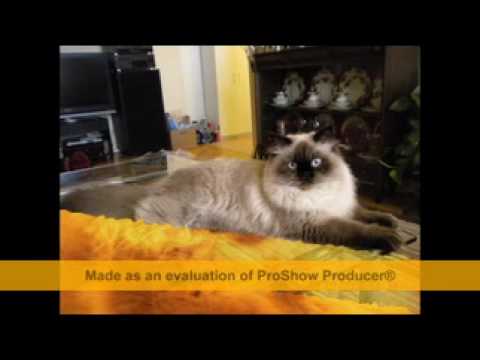 Markiz King Of The Cats