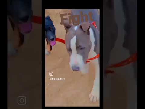 APBT PITBULL KILLER DOG vs AMERICAN BULLY shadow fight😈😈@Pitbull @doglovershorts