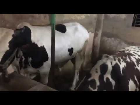 yusha agro & Dairy farm