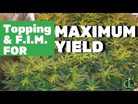 Topping Cannabis or FIM? (EXPLAINATION + TUTORIAL)