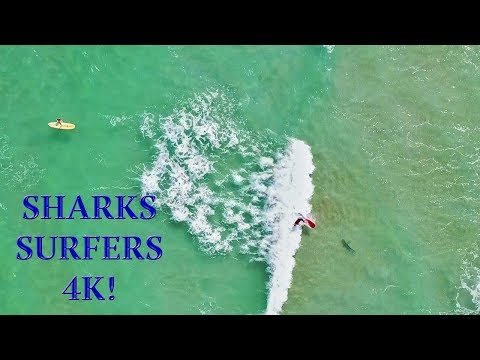 Surfer Falls on SHARK!!! | Amazing 4K Drone Footage | DJI Mavic Air