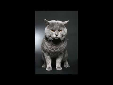 PRYAPISME Rococo Holocaust 10 - Cohérence croquette