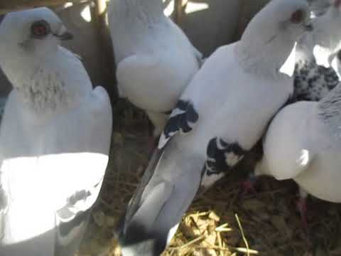 Damascene Pigeons New Jersey