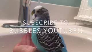 SUBSCRIBE TO BUBBLES THE BUDGIES YOUTUBE CHANNEL