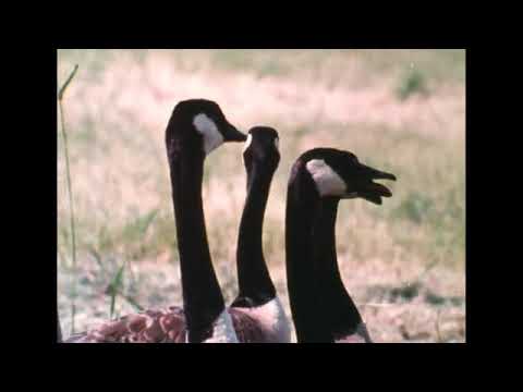 The Cry of the Marsh