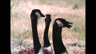 Cry of The Marsh (1969)