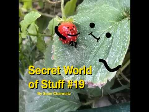 Secret World of Stuff #19