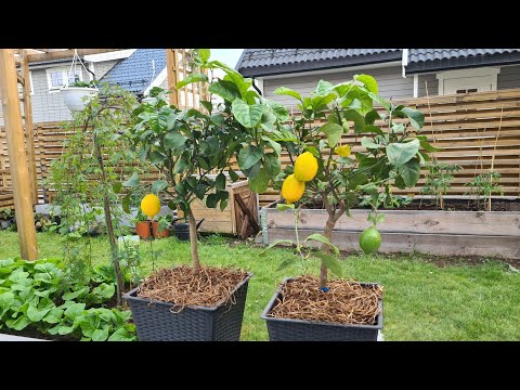 Bón phân NPK-11-5-18 Thúc Bông Trái Cho 🍋 Chanh