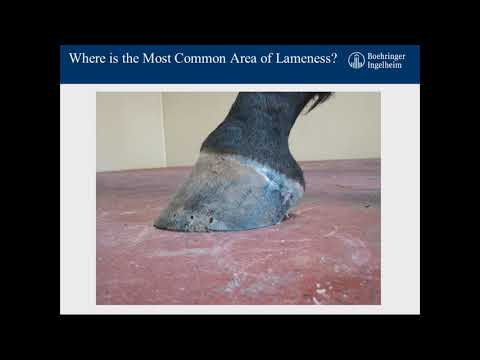 Treating the Performance Horse – The Horizon