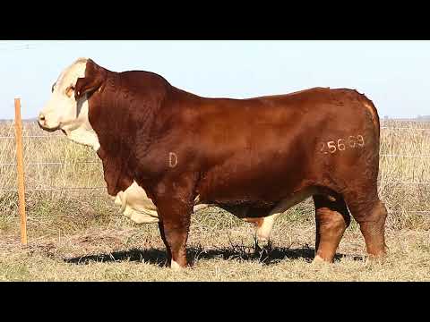 Corral 20 - Pilagás 25669 Ibirá Pytá 3265 Astillero T/E